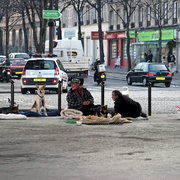 Sdfs et leurs compagnons de misère