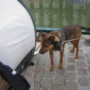 Chien