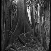 arbre (fromager) dans un couloir