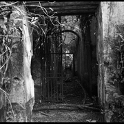 entrée des cellules