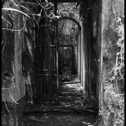 entrée des cellules