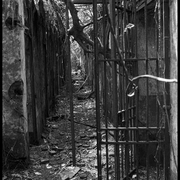 entrée des cellules