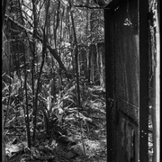 entrée des cellules
