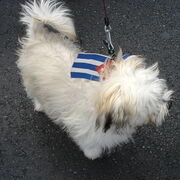 Chien pro-Cubain