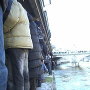 Une haie au bord de la Seine