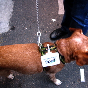 Chien militant