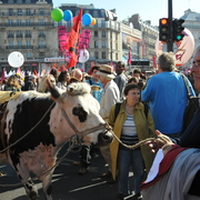 Vache Conf_Pays_