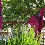 1er MAI 2011 RODEZ (12)