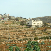 palestine 20120132