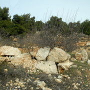 palestine 20120140