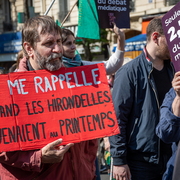 Hirondelles