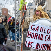 Gaulois