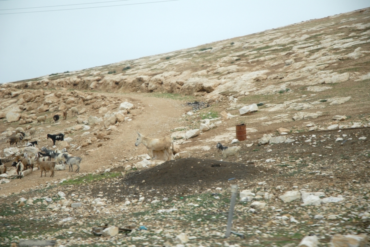 palestine 20120202