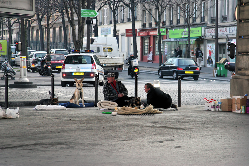 Sdfs et leurs compagnons de misère