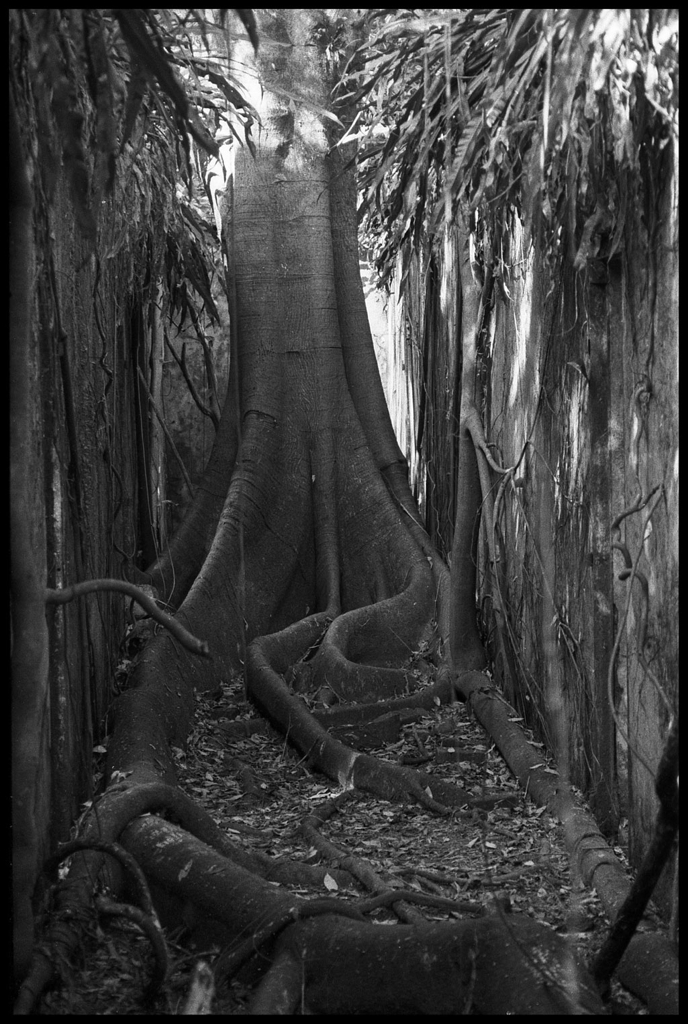 arbre (fromager) dans un couloir