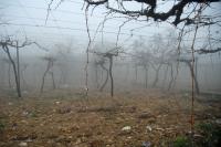 vignes palestiniennes