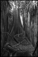 arbre (fromager) dans un couloir