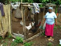 Paraguay Les poules de Cecilia à Guarambaré