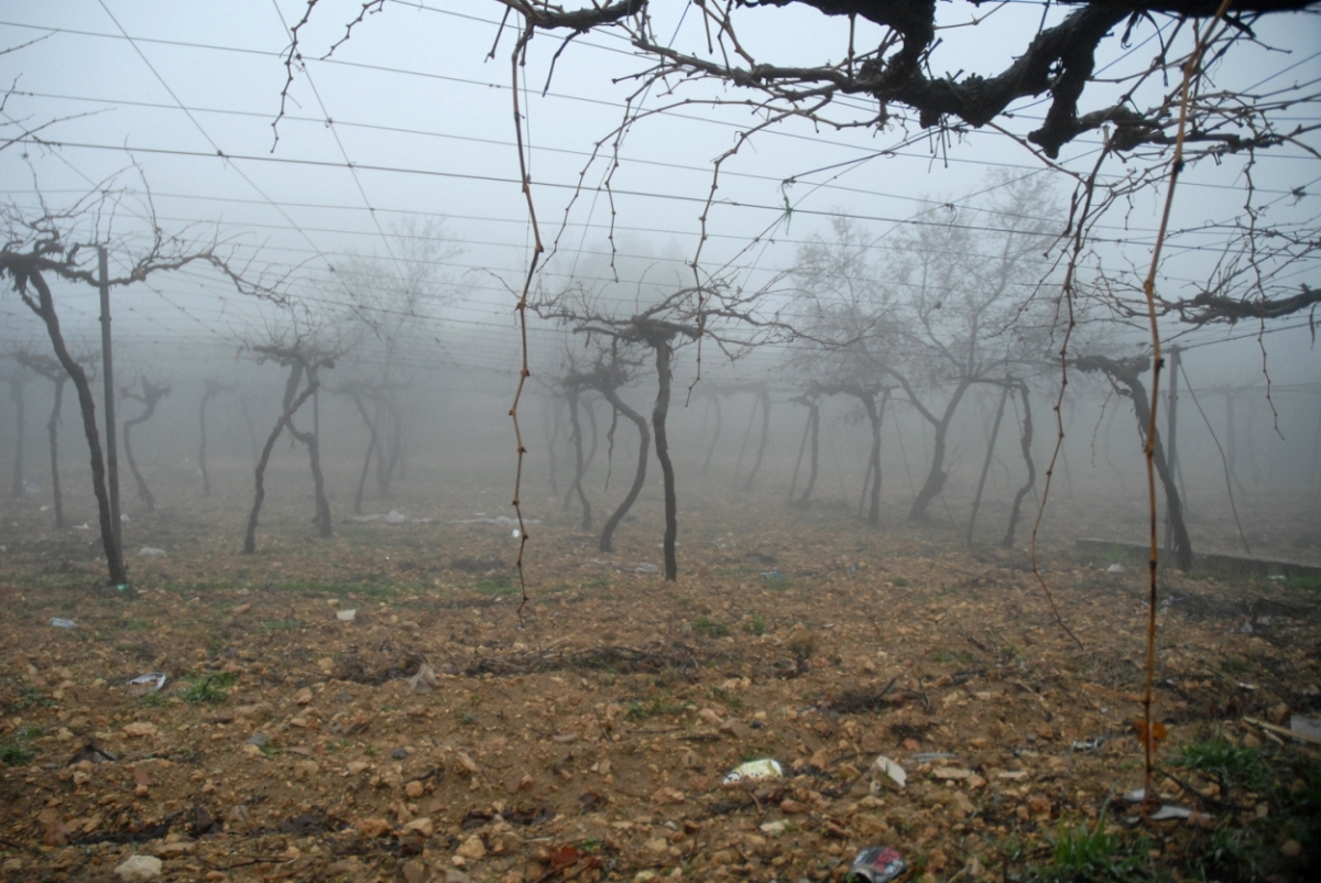 palestine_20120047.jpg