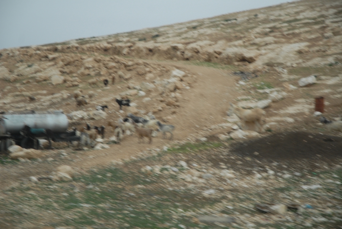 palestine_20120203.JPG