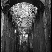 entrée des cellules