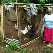 Paraguay Les poules de Cecilia à Guarambaré