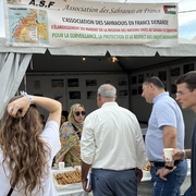 Sahraouis