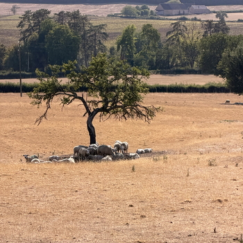 Secheresse Canicule