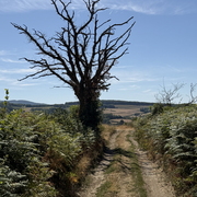 arbre mort